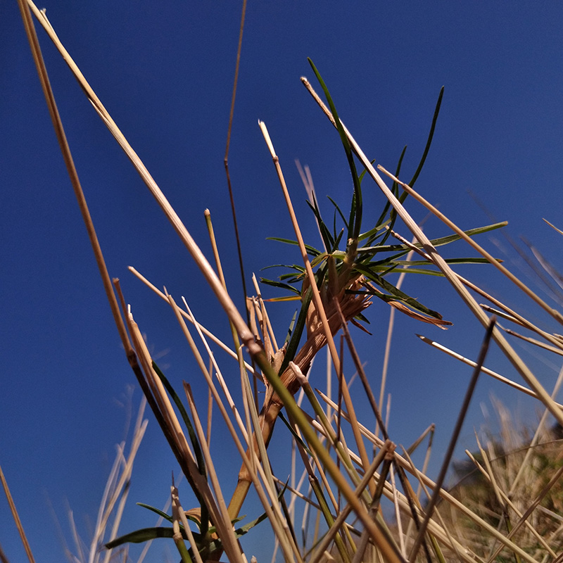 Photograph of Circular Grass Field